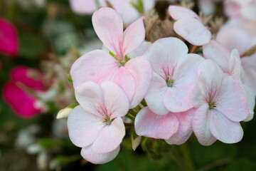 pink flowers