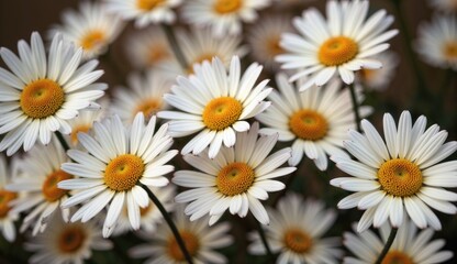 daisies in a field
