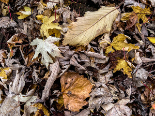 autumn leaves on the ground