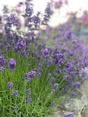 Obraz premium Lavender In fielding 