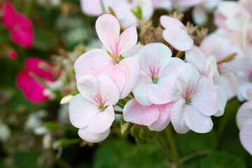 pink flowers