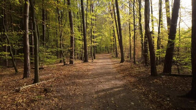 path in the forest wood during golden autumn 