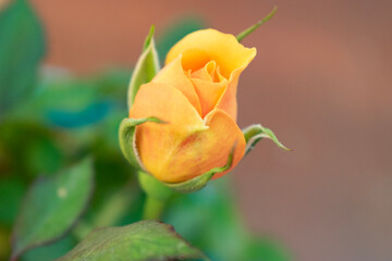 yellow rose bud