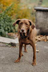 portrait of a retriever