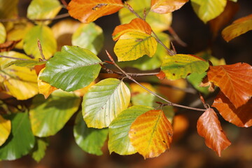 Obraz premium Fagus sylvatica, zlatia. Branches with fall leaves European beech.