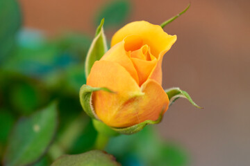 single yellow rose