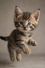 Fototapeta premium kitten