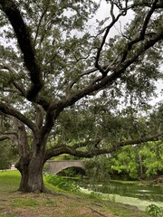 Oak trees in the park