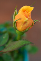 orange rose