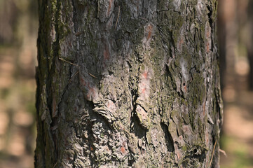 Obraz premium the bark of a pine tree is a close-up. background