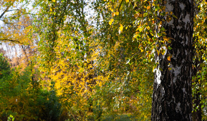 birch in autumn with yellowed leaves