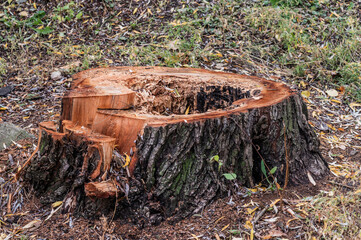 the stump of an old tree