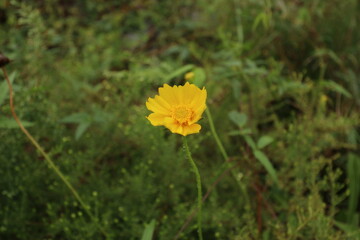 Obraz premium 큰금계국