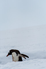 Close-up of a Gentoo Penguin -Pygoscelis papua- walking along a penguin highway in a snowy landscape of the colony at Danco island, on the Antarctic Peninsula