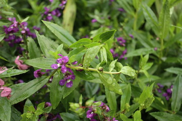 Obraz premium 안젤로니아