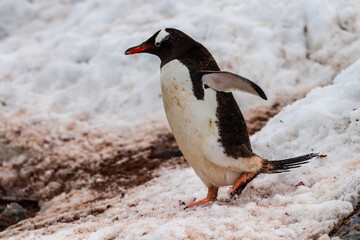 Fototapeta premium Telephoto shot of a Gentoo Penguin -Pygoscelis papua- walking along a Penguin highway laid out in fresh snow on Cuverville island.
