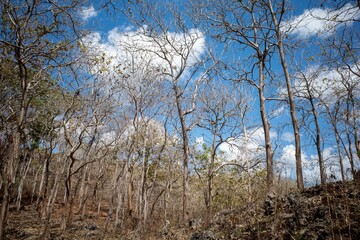 Dry teak trees canopy in the forest with blue sky  background. Dry teak trees canopy in the forest with blue sky  background. Natural wallpaper