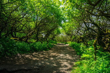 Sunlight filters through the dense canopy of lush green trees, casting dappled shadows on a winding woodland path at Ecola State Park