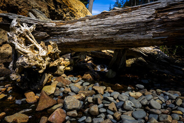 Close up of old fallen tree with a small stream flowing through grey stones on Indian Beach at Ecola State Park, Oregon.