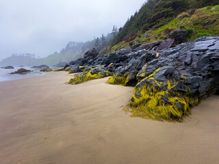 Misty weather creates an atmospheric backdrop for a secluded beach with rocky outcrops covered in bright green algae. The shoreline curves gently into the distant fog. Crescent Beach, Ecola Oregon.