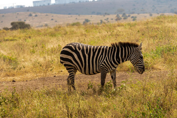 Obraz premium Nairobi, Kenya - Sep 23 2024: Zebras Grazing Peacefully in the Open Plains of Nairobi National Park