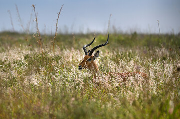 Nairobi, Kenya - Sep 23 2024: Close-up of Impalas Alert and Watching Their Surroundings in Nairobi National Park