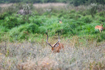 Nairobi, Kenya - Sep 23 2024: Impalas Grazing Peacefully in the Open Fields of Nairobi National Park