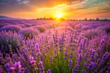 Fototapeta premium Lavender Flower Background in Blooming Fields - Serenity and Nature's Beauty Captured in Stunning Detail
