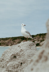 Seabird