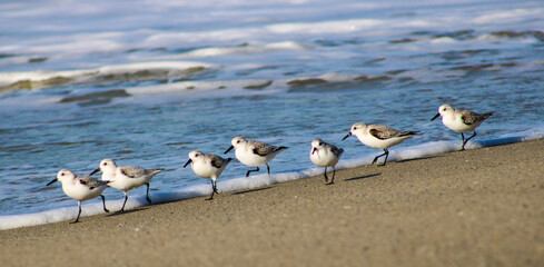 Sandpipers