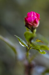 Single Rose bud