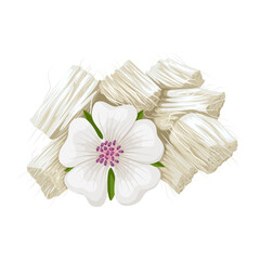 Illustration of Althaea officinalis root, commonly called marshmallow, isolated on white background.