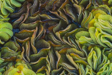 Salvinia Auriculata background texture.