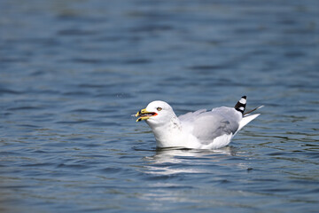 A Ring-billed Seagull perched on a calm lake with a fish in its beak
