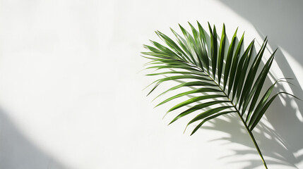 Minimalist palm leaf on white background with soft shadows