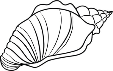 illustration of a seashell 