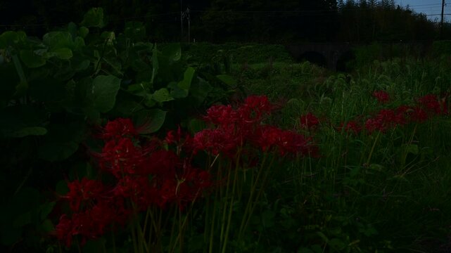 彼岸花の咲くいなべを走る270系ナローゲージ列車 （三岐鉄道 北勢線 楚原 - 麻生田, 2024年10月）