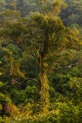 A huge tropical tree, covered in lianas and other plants on the island of Koh Chang in the Gulf of Thailand
