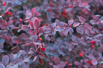 Close-up of a Barberry branch (Berberis Thunbergii), showcasing delicate buds and striking bright...
