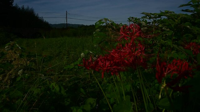 彼岸花の咲くいなべを走る270系ナローゲージ列車 （三岐鉄道 北勢線 楚原 - 麻生田, 2024年10月）