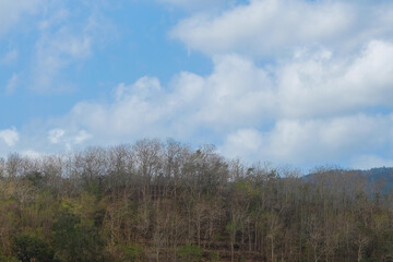 Obraz premium View of dry hills due to the dry season against a blue sky background. Deciduous trees look dry.Natural natural background.Copy space for graphic design