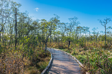 釧路湿原の秋の風景