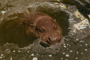 Obraz premium Hippo swimming