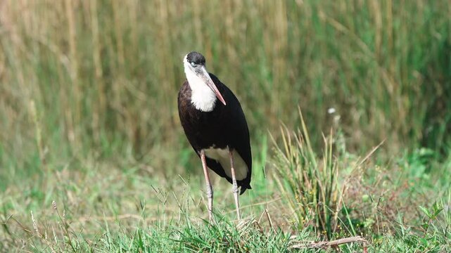 Asian Woolly-necked Stork preening close-up 4k video.