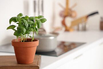 Fresh basil in pot on table in kitchen