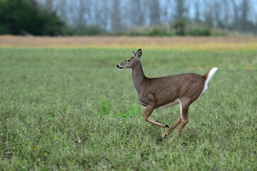Autumn scene of a White Tailed Deer doe in running through an agriculture field