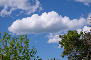 Obraz premium Green trees and white clouds in the blue sky