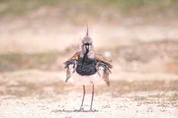 Southern lapwing perched on the sand
