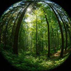 Naklejka premium Lush green forest with sunlight filtering through the trees