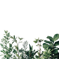 Obraz premium Set of indoor plants on transparent background